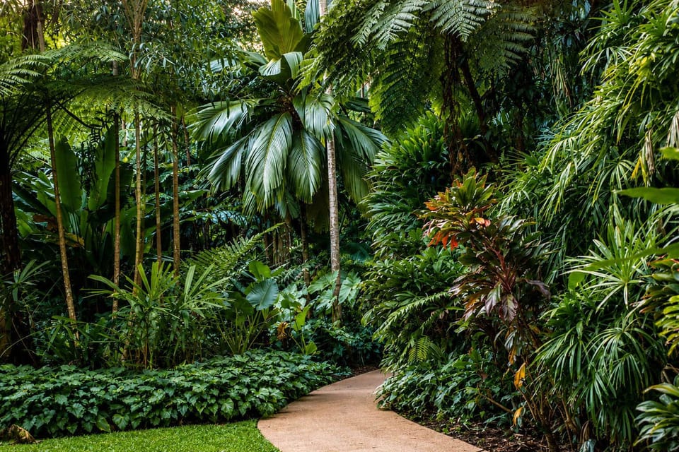Wander through the lush Cairns Botanic Gardens, where winding paths and towering tropical greenery offer a peaceful escape just moments from the studio.