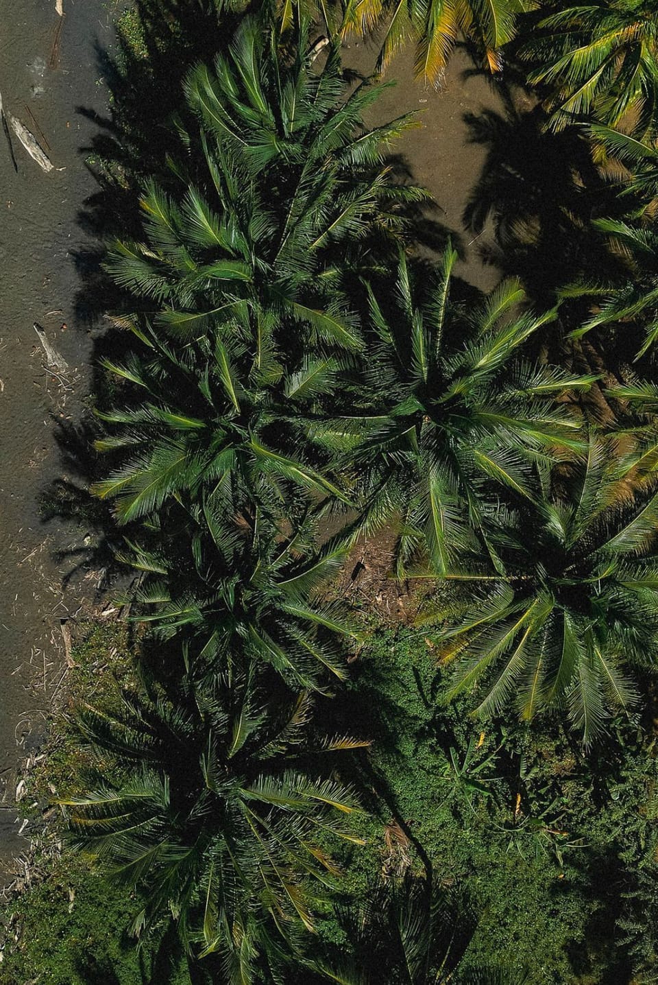 Palm trees