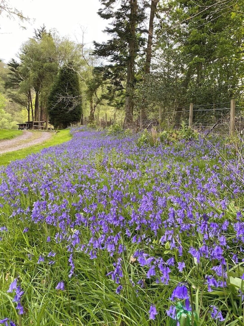 Garden in May