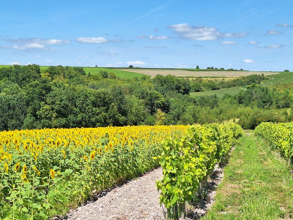 Hillside Dordogne