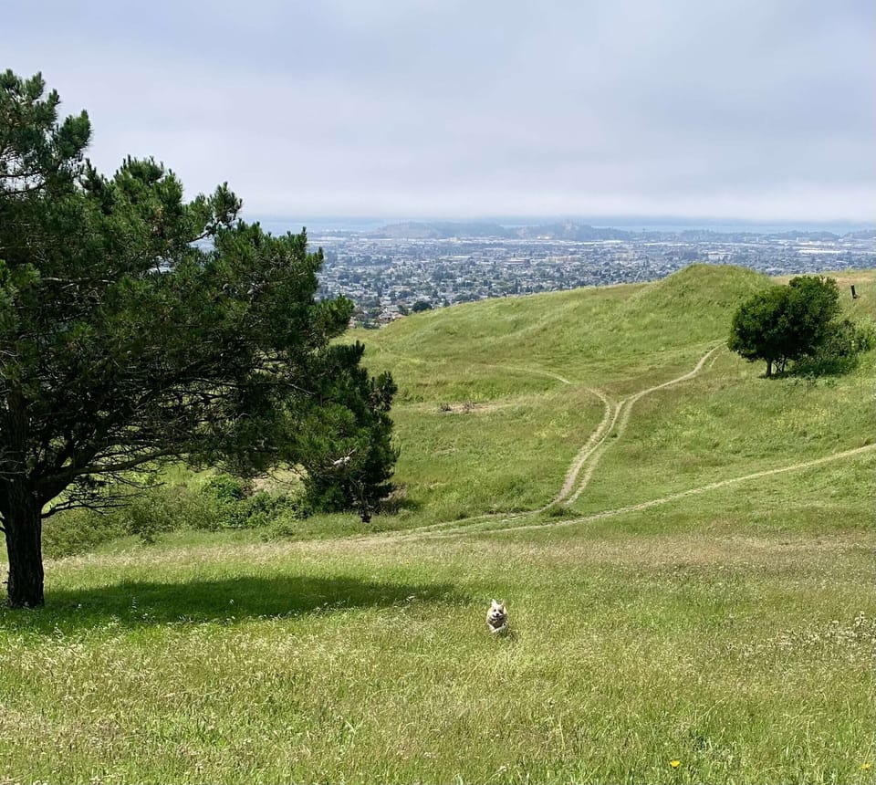 Wildcat Canyon a few blocks away for great hiking!