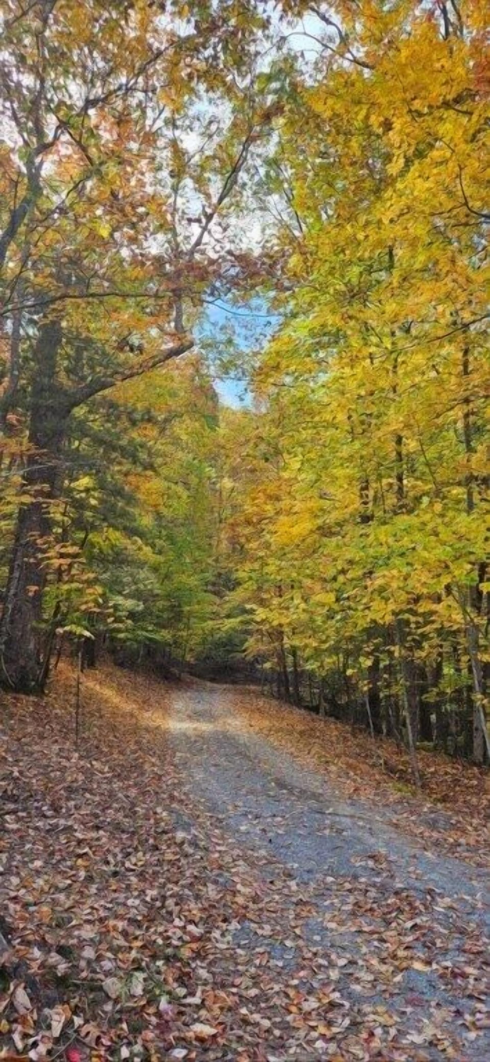 The perfect place to watch the seasonal leaves change colors
