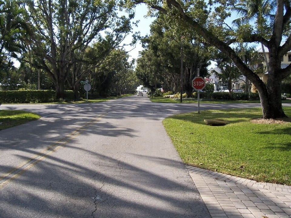 Tree line 2nd Ave., North