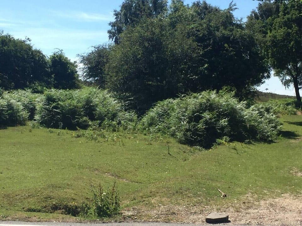 New Forest at the top of the Driveway