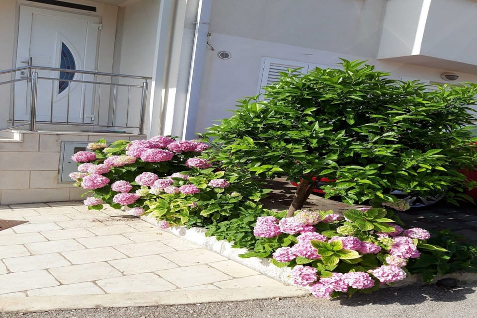 Garden [summer]