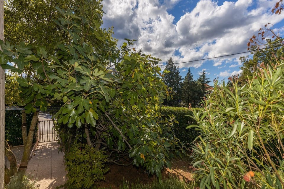 Garden [summer]
