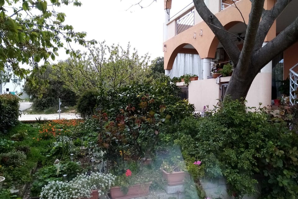 Garden [summer]