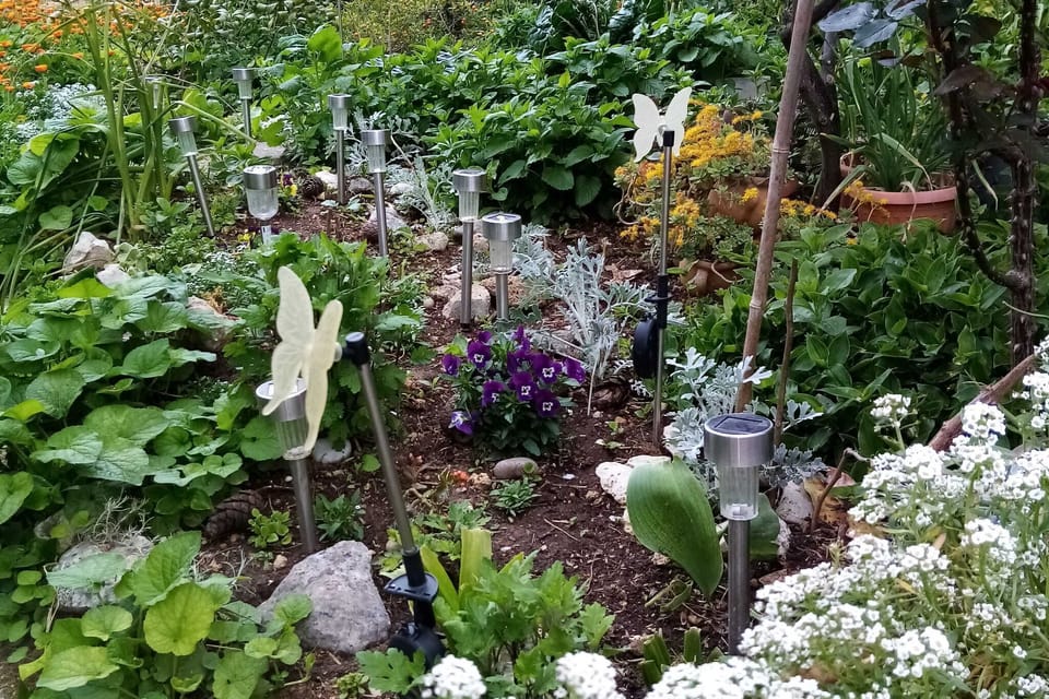 Garden [summer]