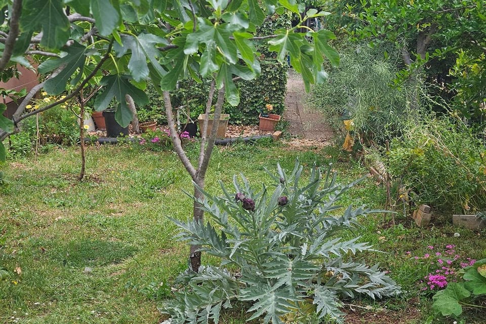 Garden [summer]