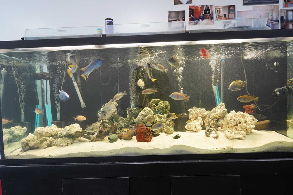 cichlids
