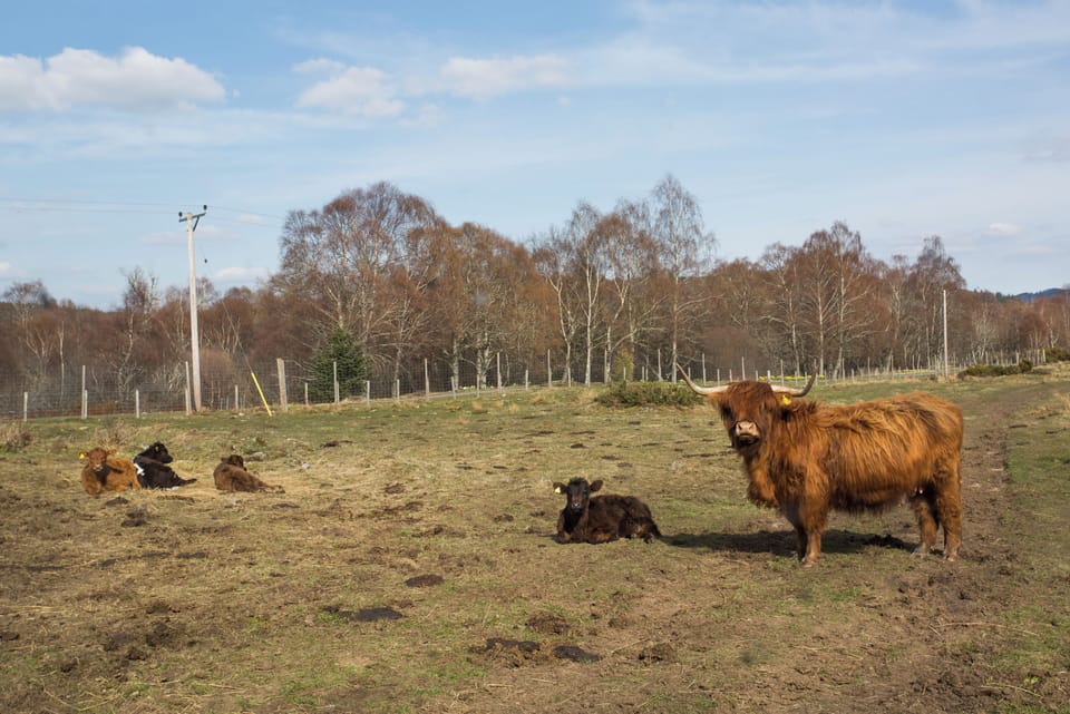 Cabin | Miscellaneous