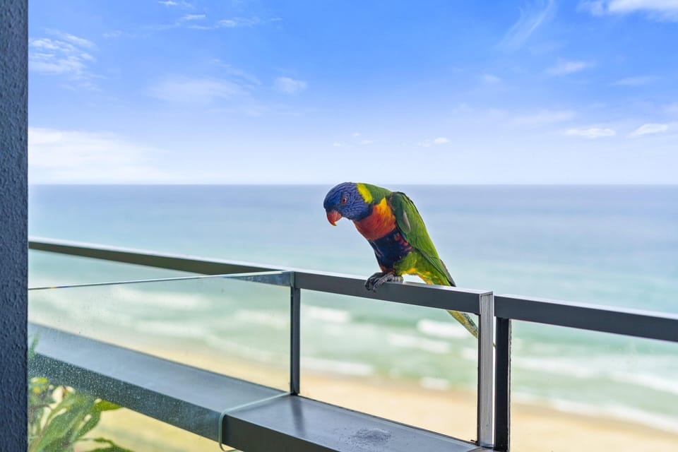 Enjoy the pleasant company of a parrots in the morning