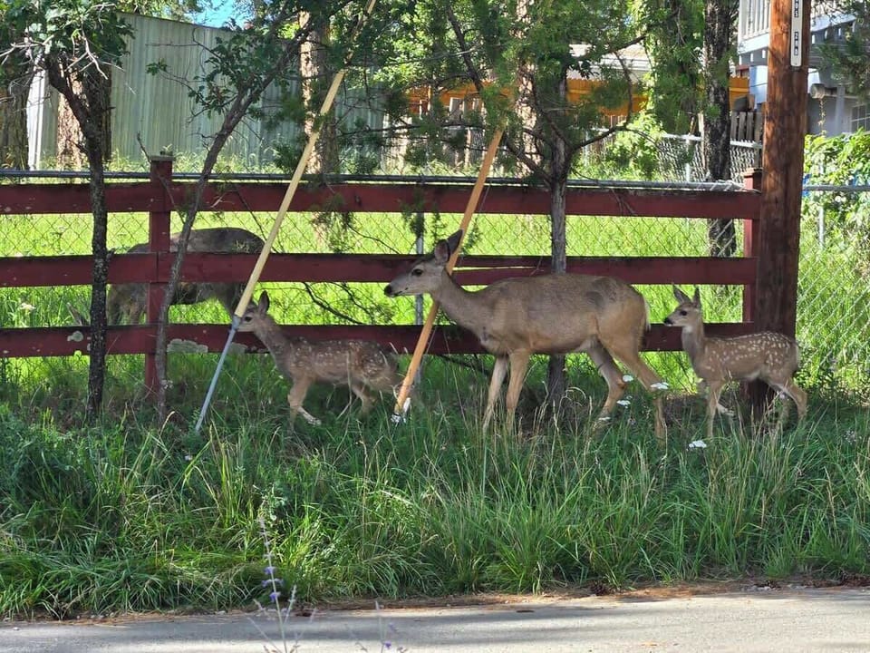 Experience Local Wildlife – Deer, Elk, and More Right Outside Your Door