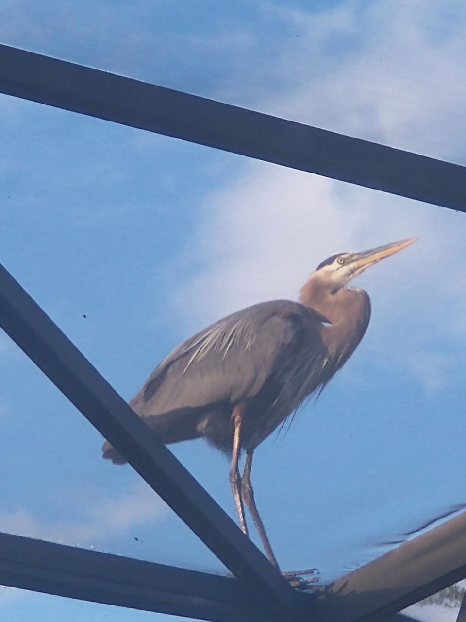 A local heron on our pool cage.
