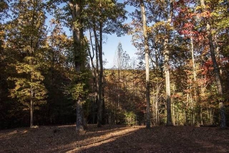 Fill your senses with the sights & sounds of a mountain forest.