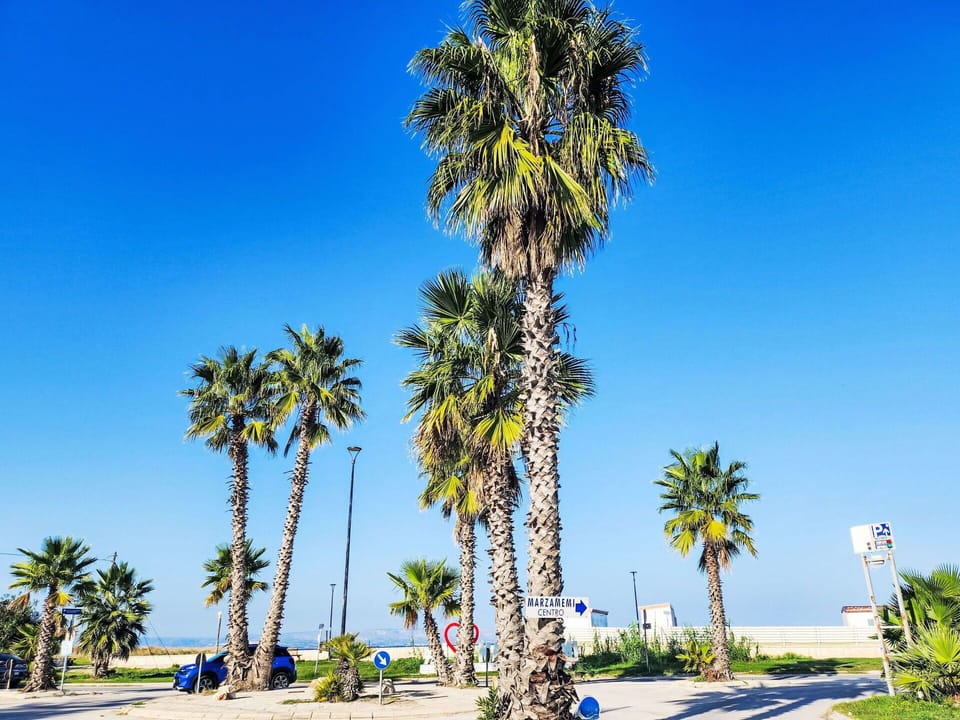 Sky, Plant, Tree, Arecales, Coastal And Oceanic Landforms, Terrestrial Plant, Landscape, Horizon, Trunk