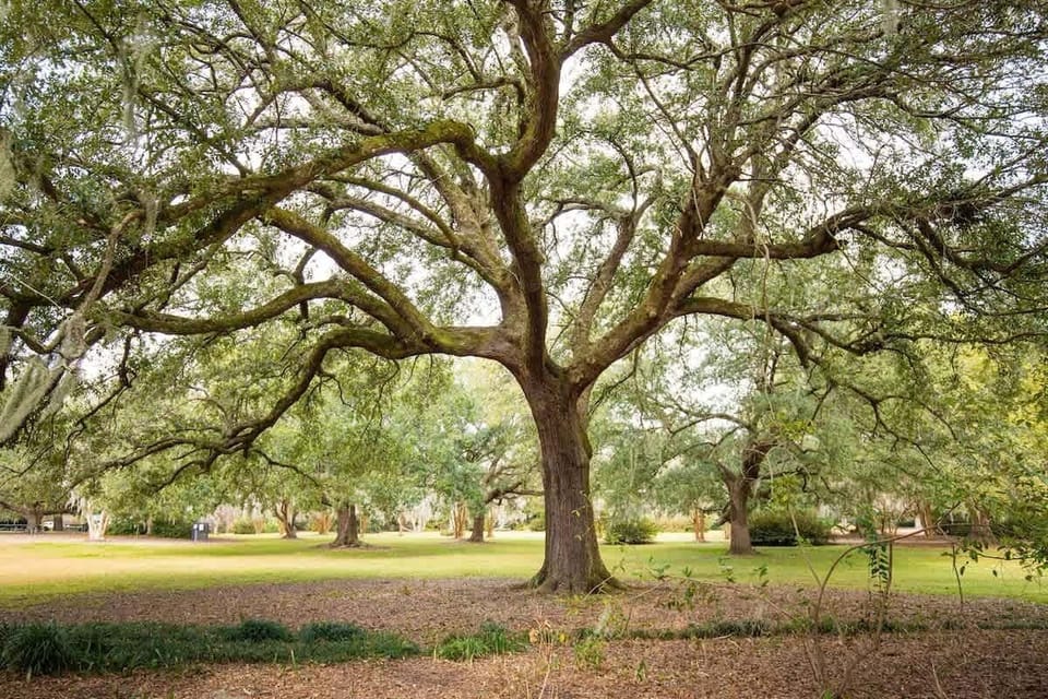 Welcome to Charleston! 