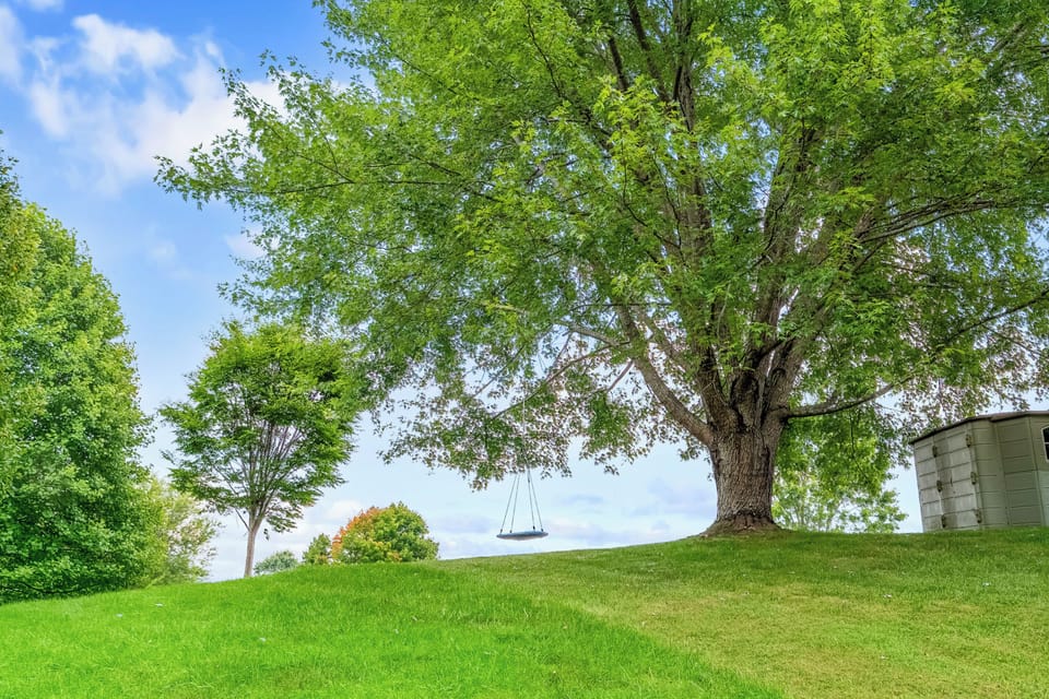Tree swing in back yard