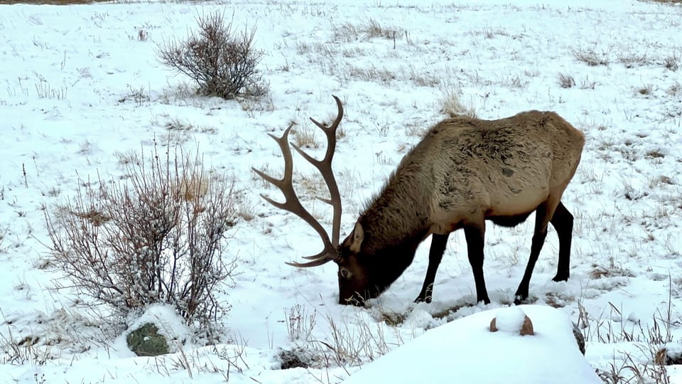 Winter wonderland! Rocky Mtn Ntl Park is a mile away and quiet and peaceful.