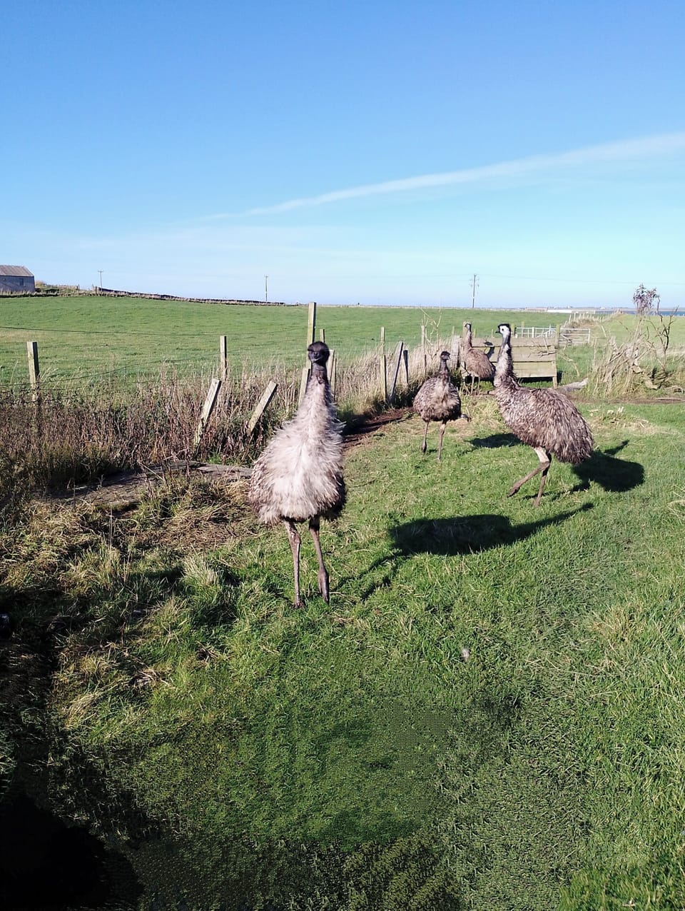 Emus from porch window 