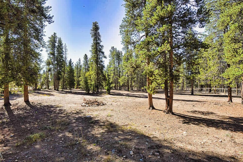 land populated with mature pine trees. 
