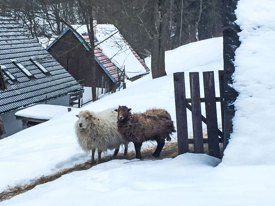 Snow, Tree, Freezing, Sheep, Sheep, Landscape, Winter, Slope, Livestock