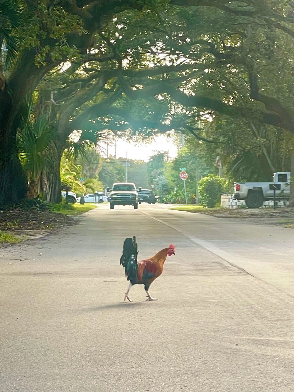 Enjoy south Floridas wild life. There are a couple chickens and roosters around