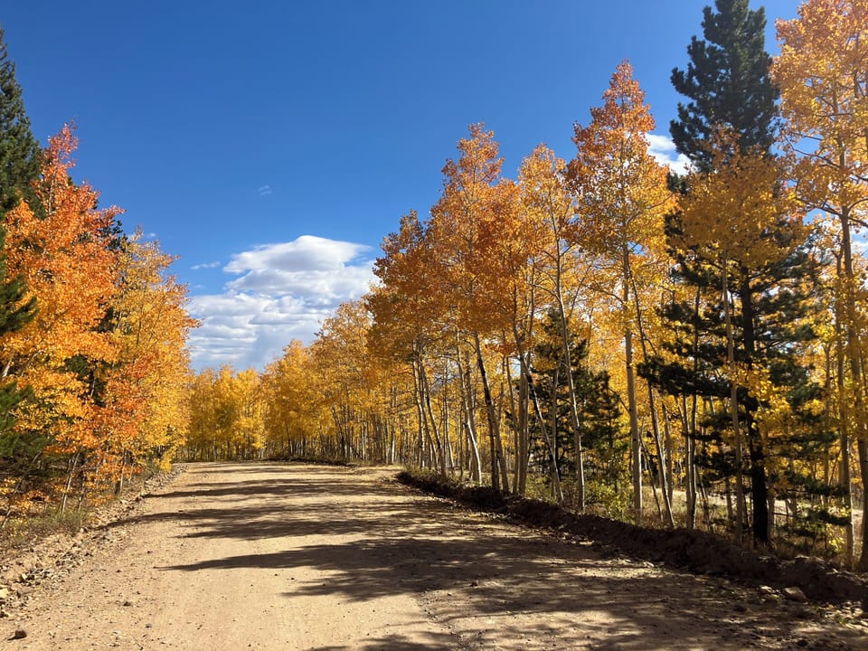 Aspen trees in Sept/Oct