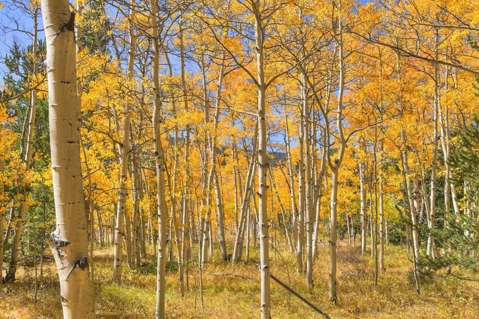 Woods near cabin