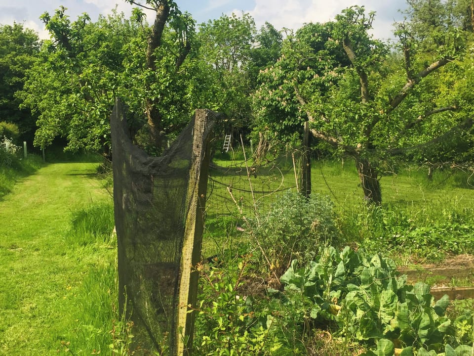 Garden and grounds | Feltham&rsquo;s Cottage - Feltham&rsquo;s Farm, Horsington Marsh, near Templecombe