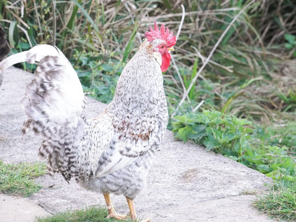 Garden and grounds | The Organic Cabin - Feltham&rsquo;s Farm, Horsington Marsh, near Templecombe