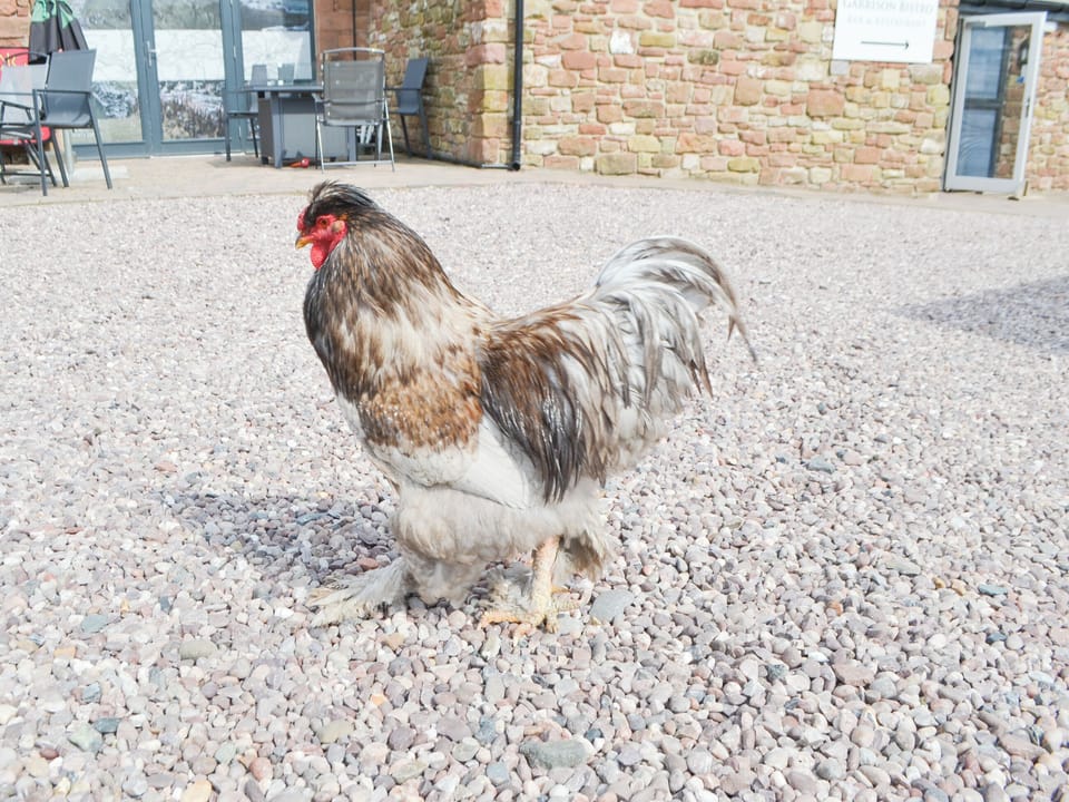 Local &rsquo;wildlife&rsquo; | The Garrison, Bowness-on-Solway