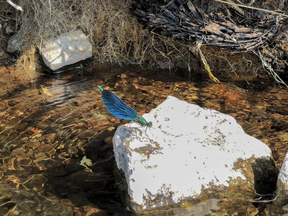 Surrounding area | Ledmore, Aros, Isle of Mull