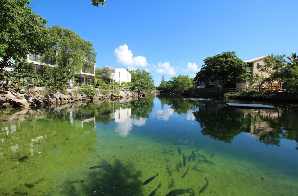 Pet fish in our beautiful saltwater swimming lagoon only steps from our unit.