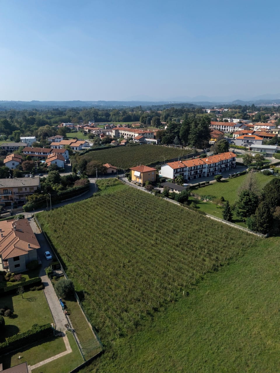 Vineyard