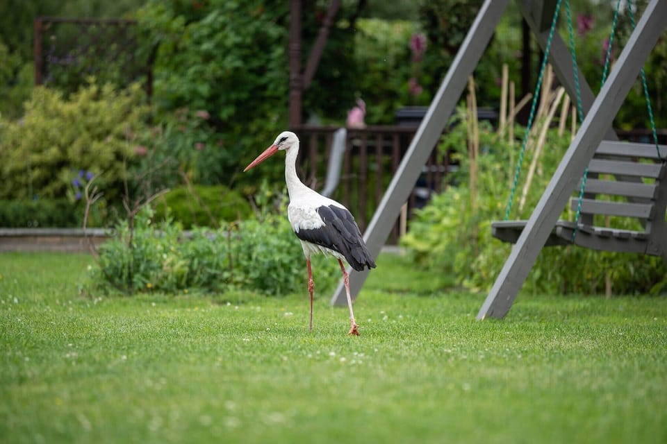 Garden [summer]