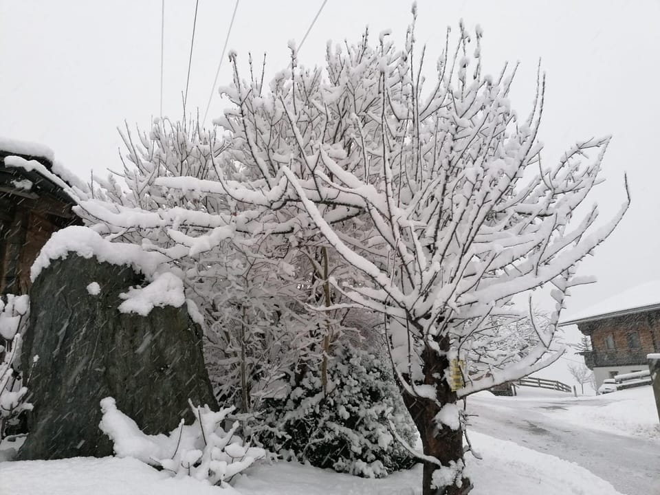 Garden [winter]