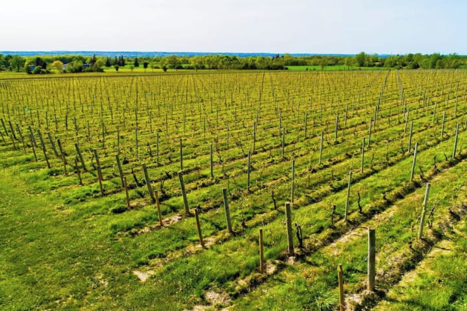 Drive down east lake roads with the views of grapes growing for wine harvest