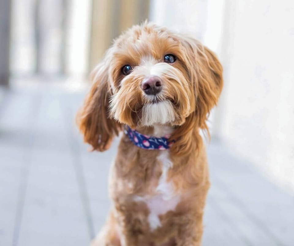 Dog Friendly l 1 Dog Up to 35 Pounds