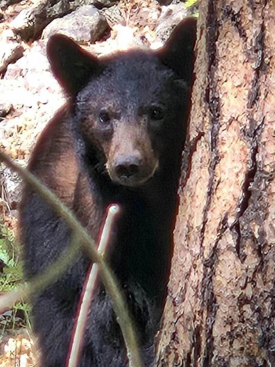 Bear photo