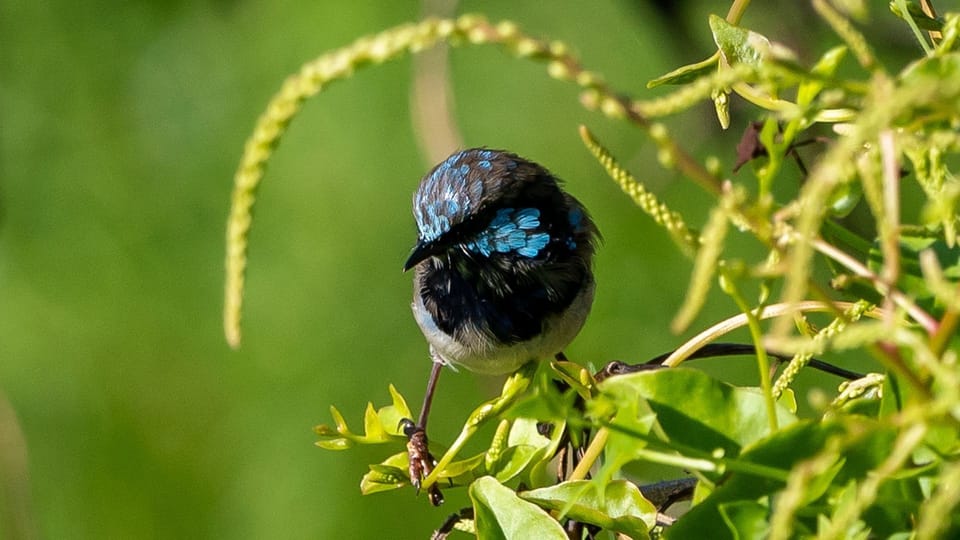 Local Birdlife