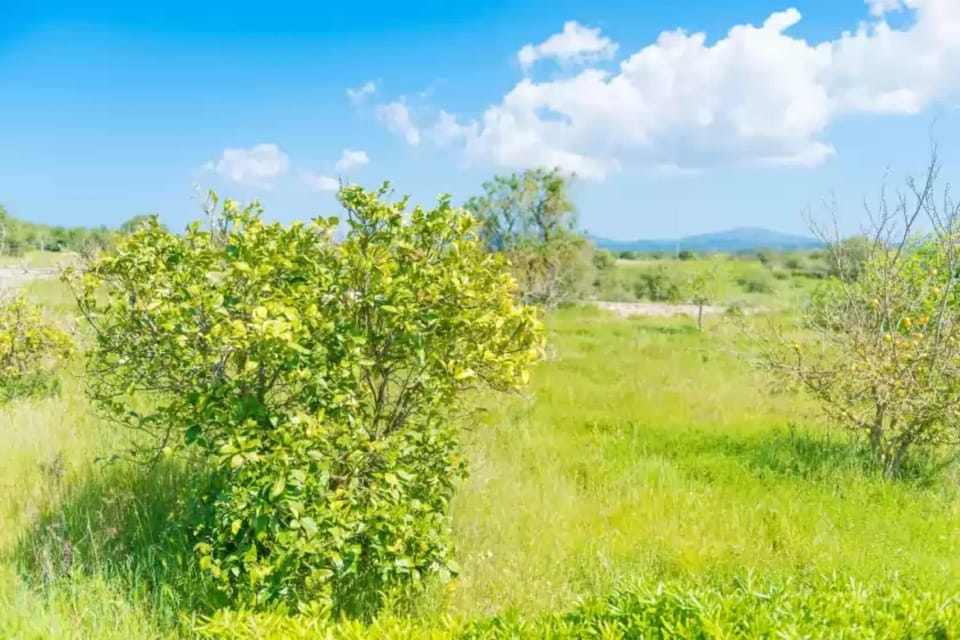 Immediate Surroundings [summer] (<1 km)