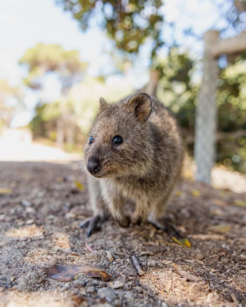 Catch a ferry over to Rottnest Island for a Quokka Selfie :)
15 mins walk to the B Shed Ferry at Elizabeth Quay.