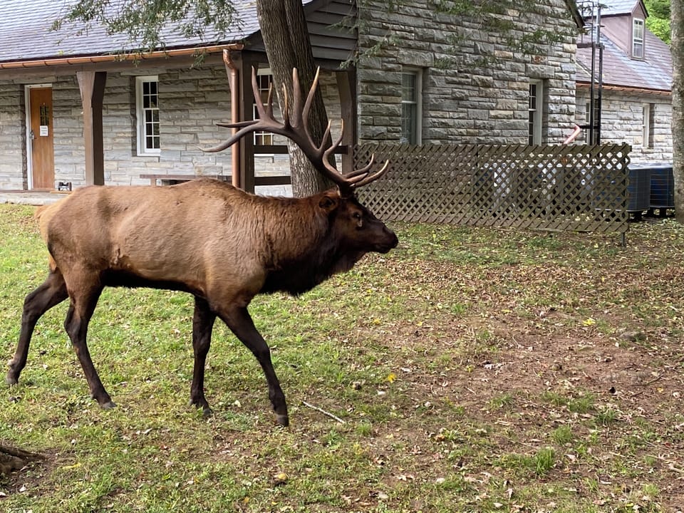 See the Elk at Oconaluftee Visitor Center in Cherokee.
