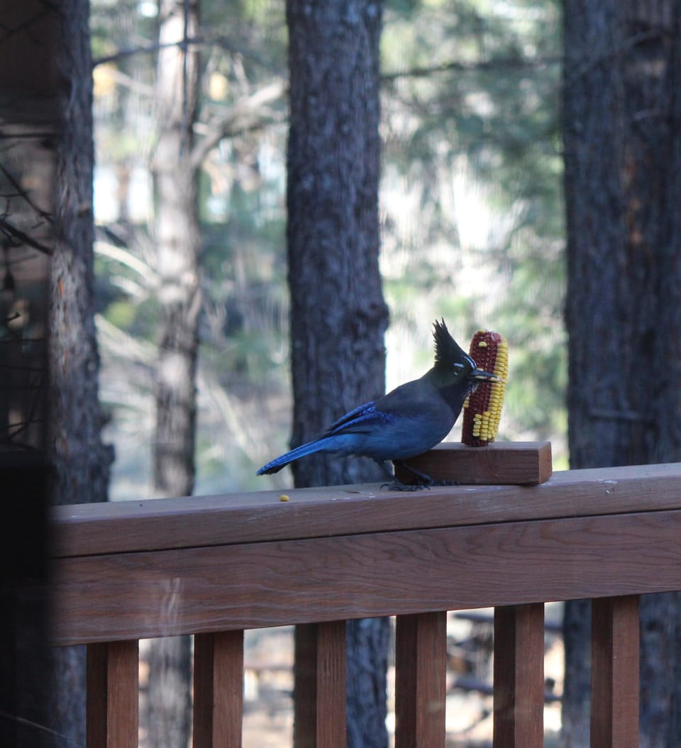 Stellar jays are everyday visitors.