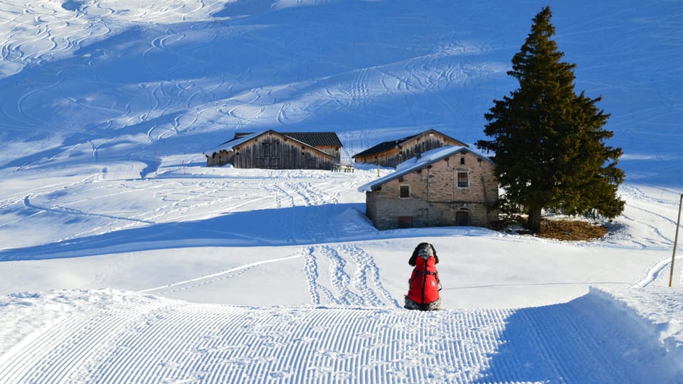 A furry friend in red standing on a groomed snow trail beside a rustic mountain chalet and tall pine tree.