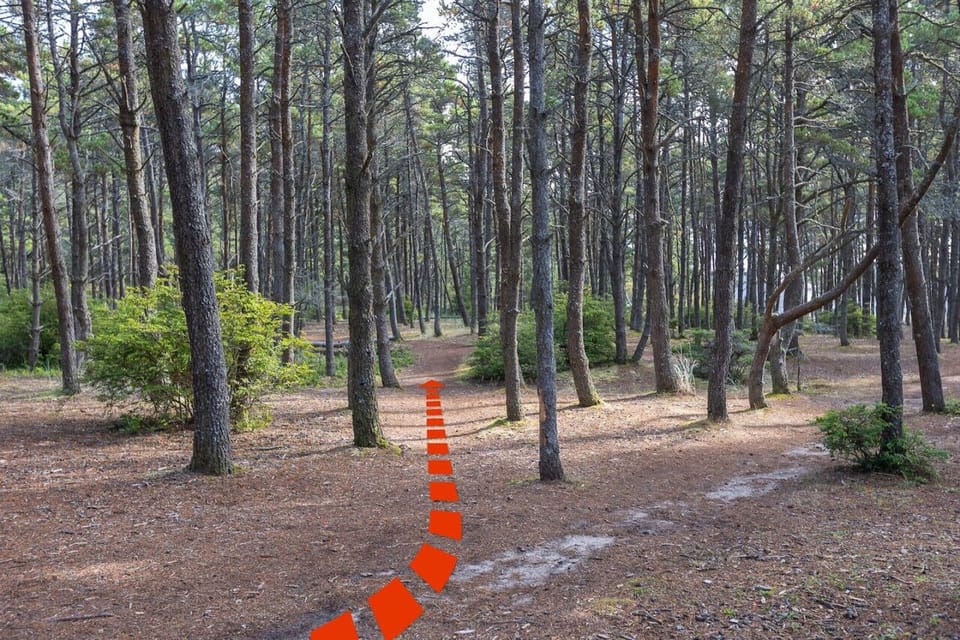 Trail from back of home