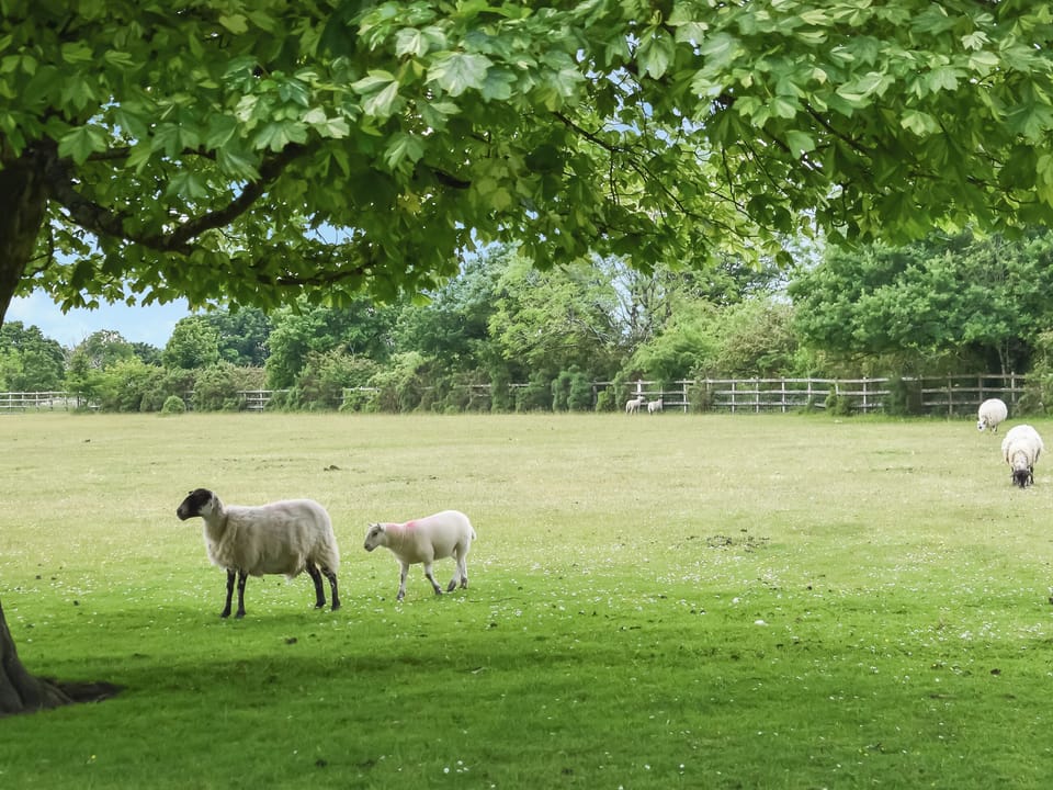 Surrounding area | Kestrel Cottage, Tavistock
