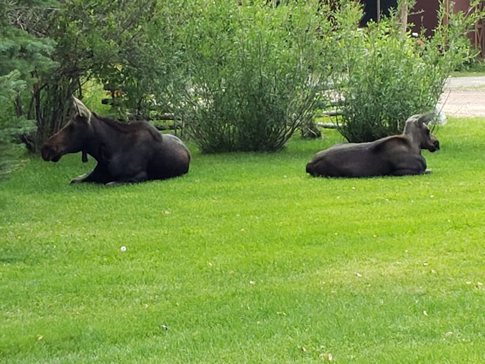 Moose In Front Yard