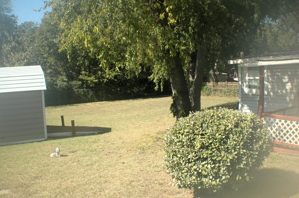 Backyard